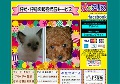 「犬のアリス」通販サイト